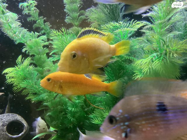 דג ציקלידים