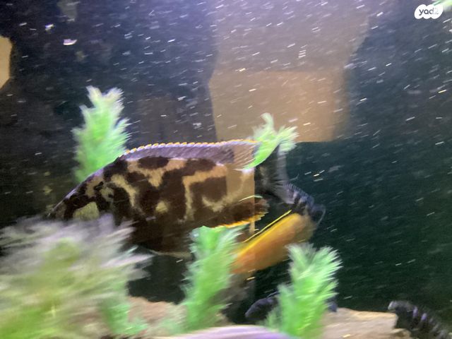 דג ציקלידים