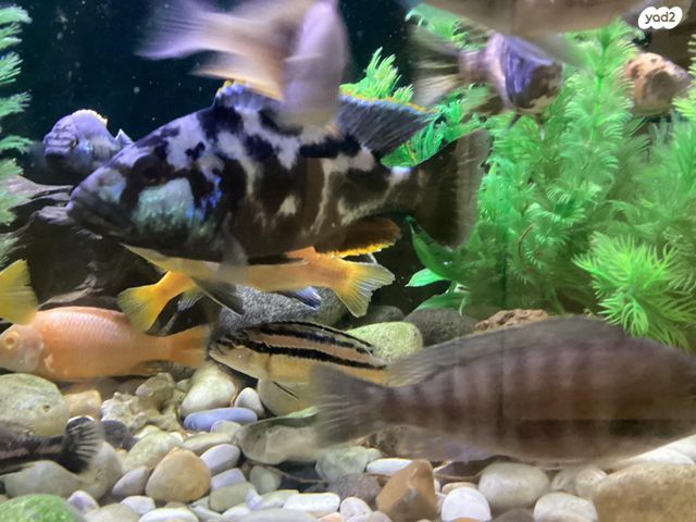 דג ציקלידים