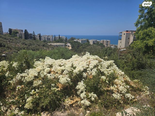 דירת גן, אביגדור המאירי, רמת שאול, חיפה