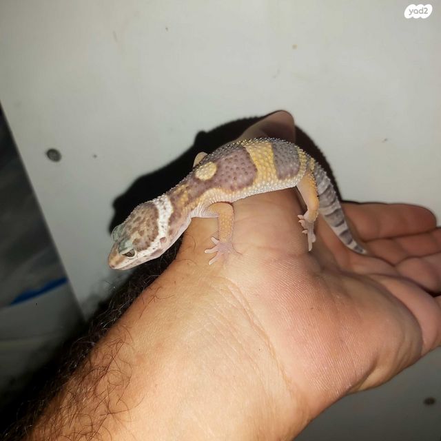 תמונת מודעה - חיות מחמד