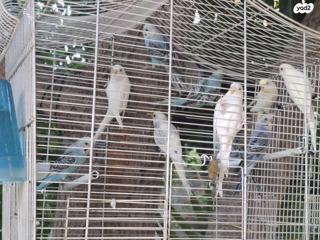 תמונת מודעה - חיות מחמד