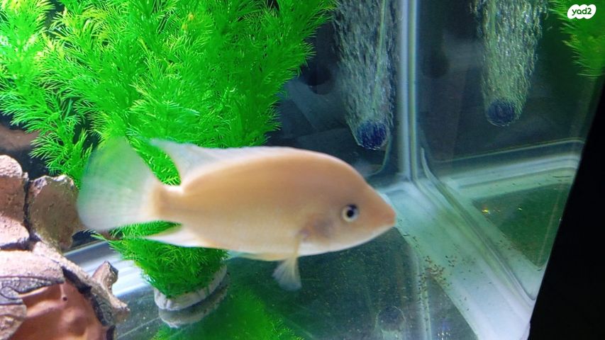 תמונת מודעה - חיות מחמד