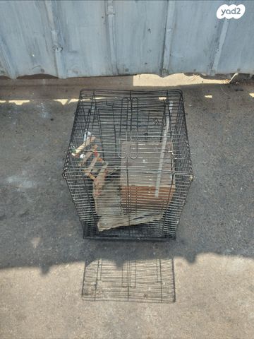 תמונת מודעה - חיות מחמד