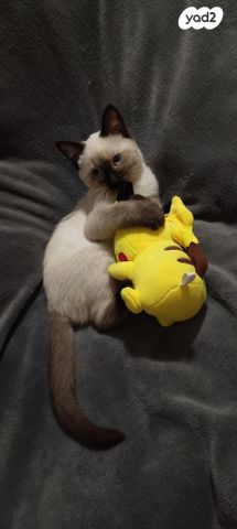 תמונת מודעה - חיות מחמד