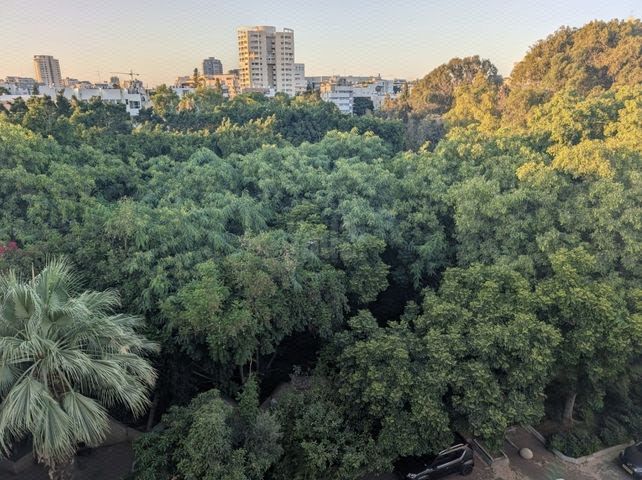 חנה סנש 24
