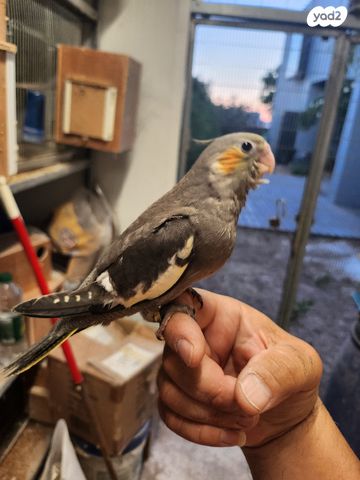 תמונת מודעה - חיות מחמד