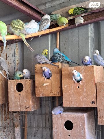 תמונת מודעה - חיות מחמד