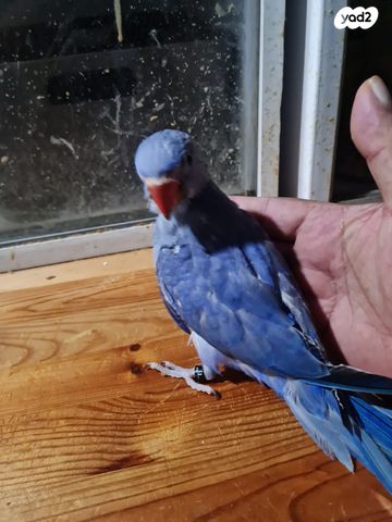 תוכי קאקריקים