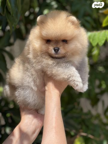 כלב פומרניין/פומרני