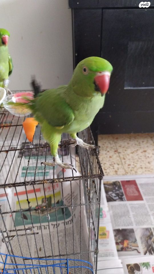 תוכי קאקריקים