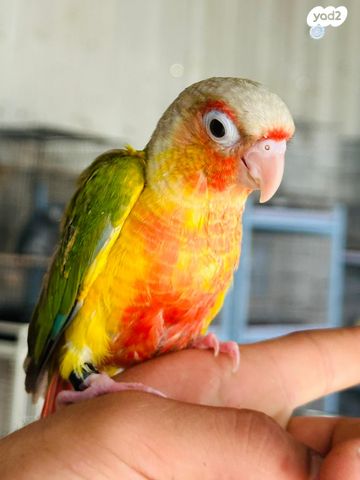 תוכי קאקריקים