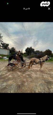 אביזרים | כרכרה