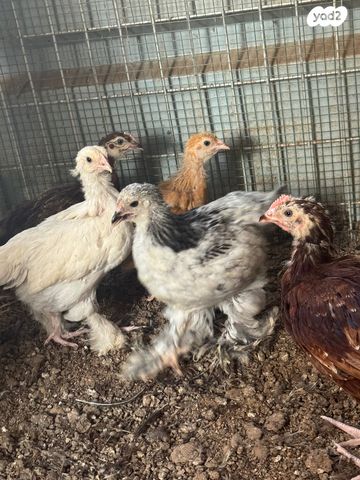 חיית משק פלימות רוק