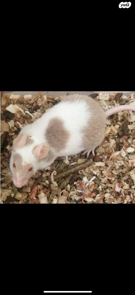 תמונת מודעה - חיות מחמד