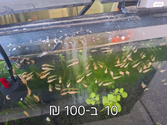 דג דגים טרופיים