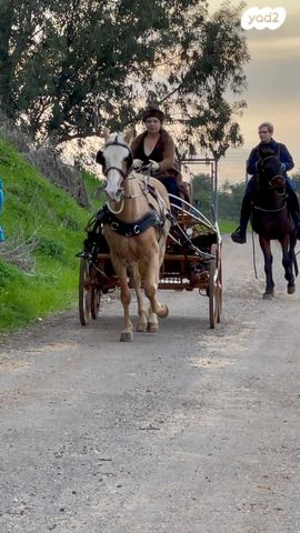 אביזרים | כרכרה