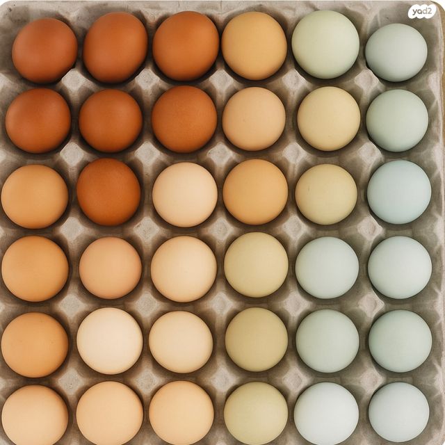 חיית משק סאסקס