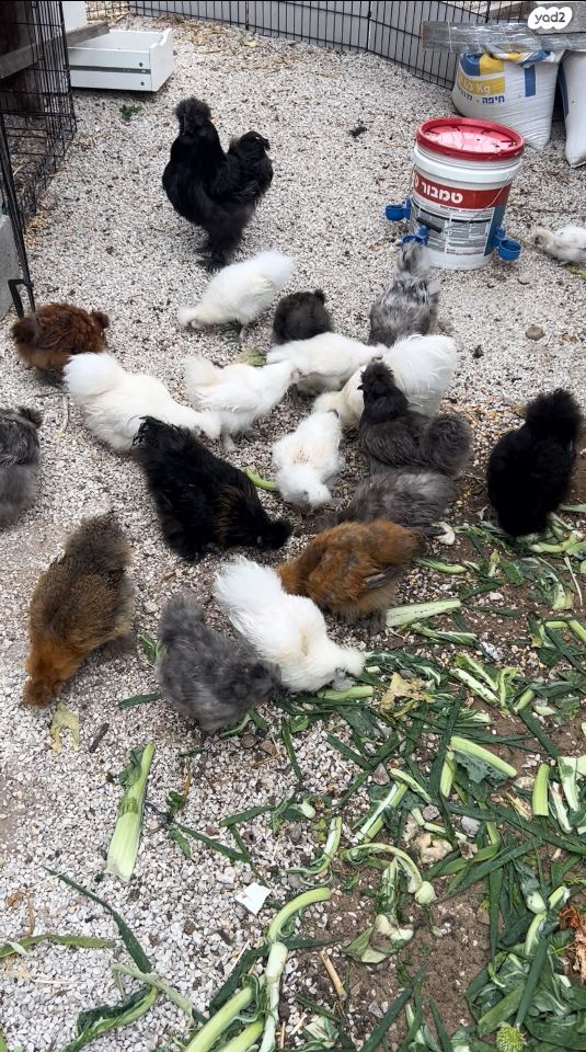 חיית משק פלימות רוק