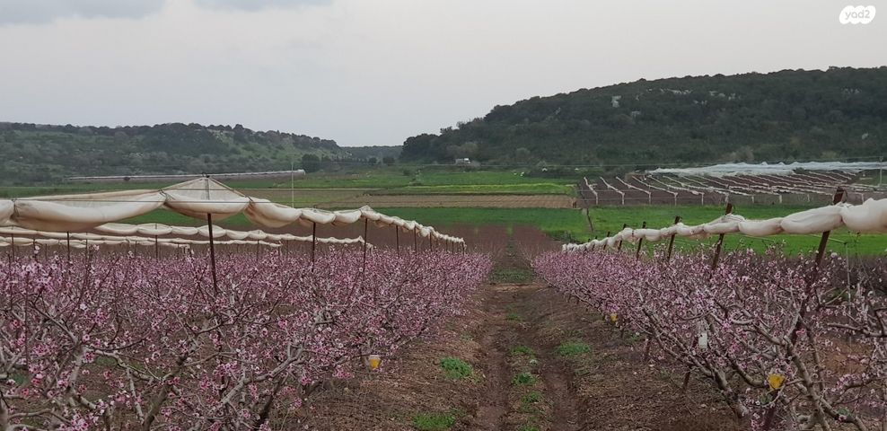 משק חקלאי/ נחלה