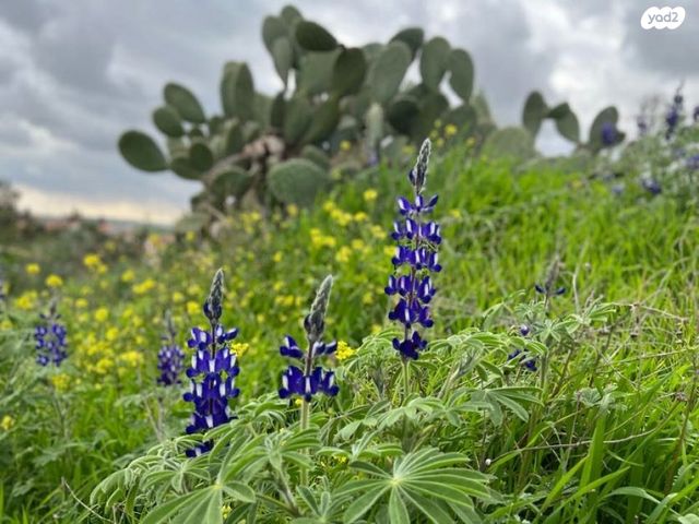 יחידת דיור, בני עי''ש, בני עי"ש