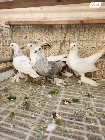 תמונת מודעה - חיות מחמד