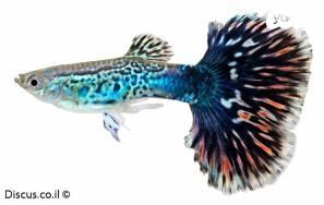 תמונת מודעה - חיות מחמד