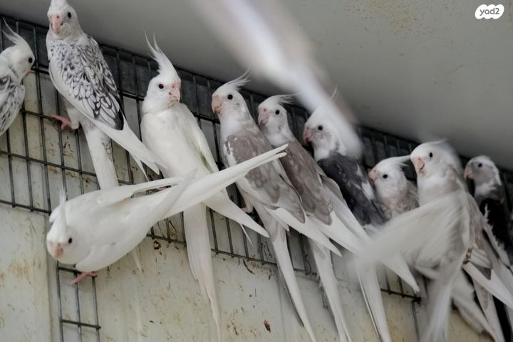 תוכי קוקוטייל