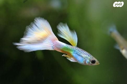 דג משריצי חיים