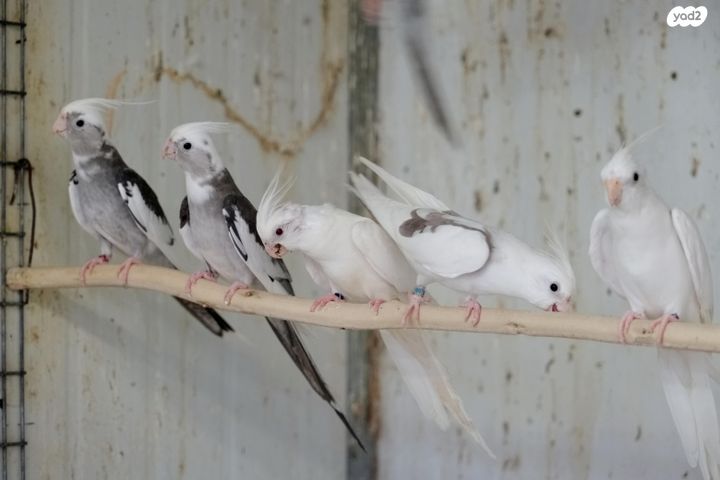 תוכי קוקוטייל