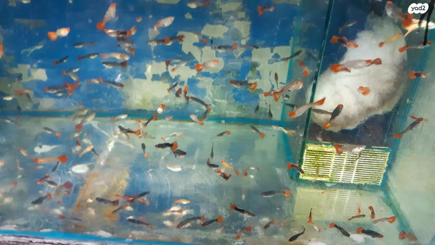 דג משריצי חיים