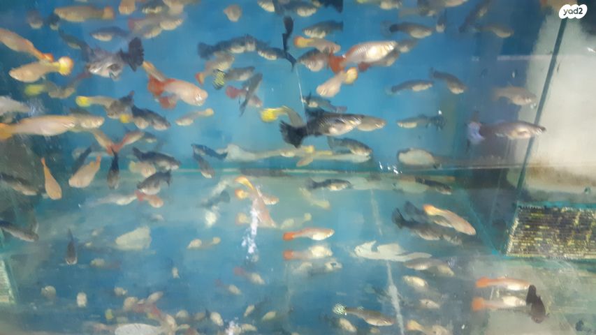 דג משריצי חיים