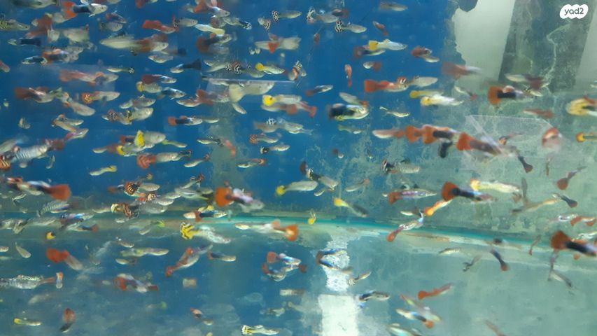 דג משריצי חיים