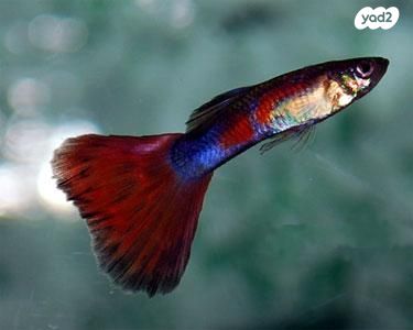 דג משריצי חיים