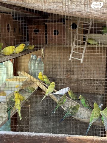 תמונת מודעה - חיות מחמד