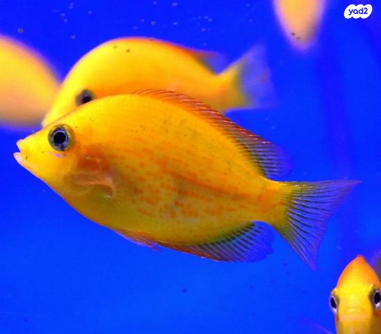 תמונת מודעה - חיות מחמד