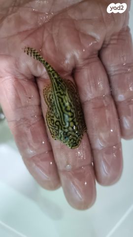 דג דגי חתול