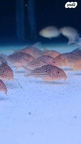 דג דגי חתול