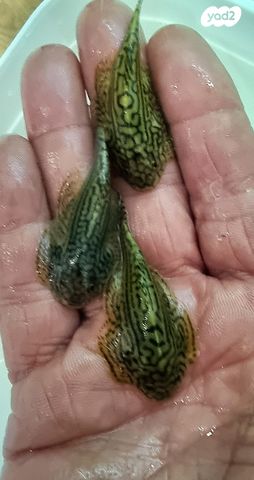 דג דגי חתול