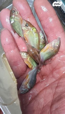 דג דגי חתול