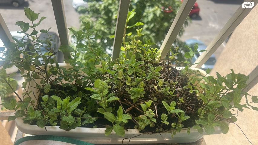 דירה, אנה פרנק, דרום מזרח, בת ים