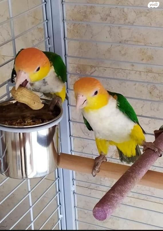 תמונת מודעה - חיות מחמד