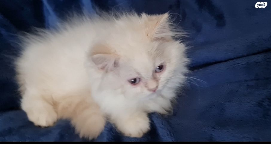 תמונת מודעה - חיות מחמד