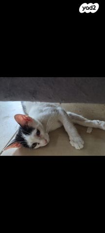 תמונת מודעה - חיות מחמד