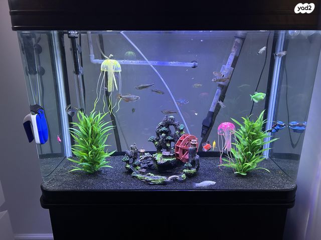 תמונת מודעה - חיות מחמד