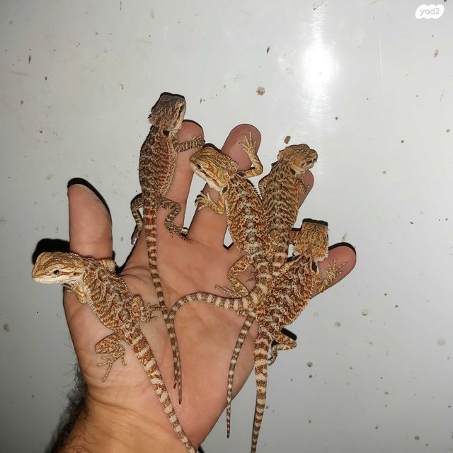 תמונת מודעה - חיות מחמד