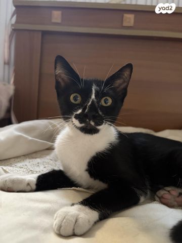 תמונת מודעה - חיות מחמד