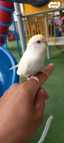 תמונת מודעה - חיות מחמד