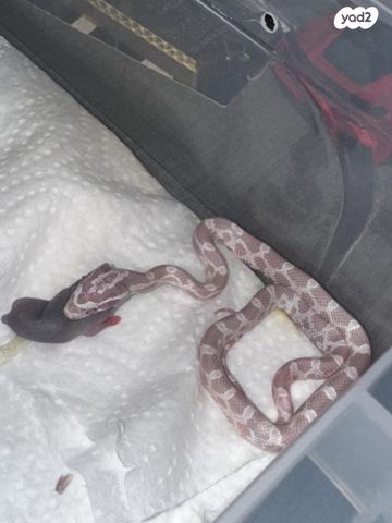 זוחל כרכן תירס