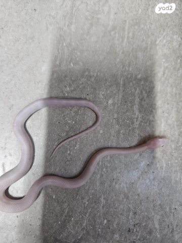 זוחל כרכן תירס